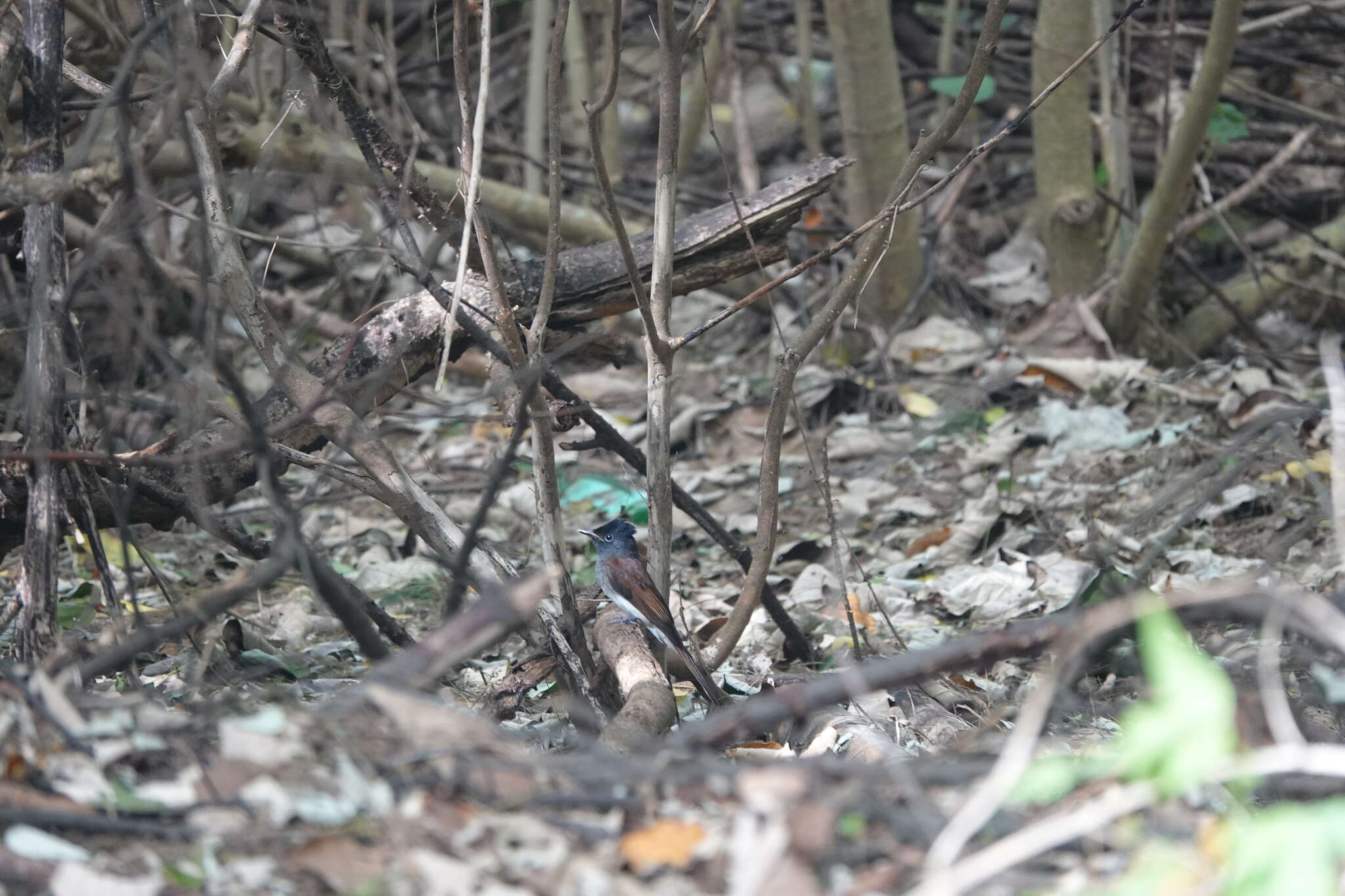 Image of Japanese Paradise Flycatcher