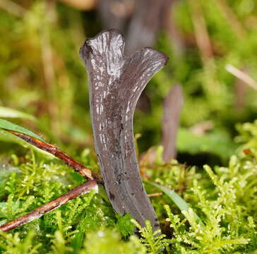 Image of Clavulina tasmanica (Berk. ex Cooke) Corner 1950