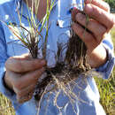 Слика од Loudetia filifolia Schweick.