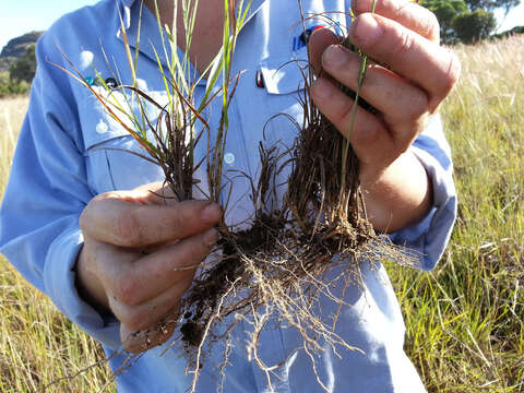 Image of Loudetia filifolia Schweick.