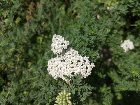 Слика од Achillea ligustica All.