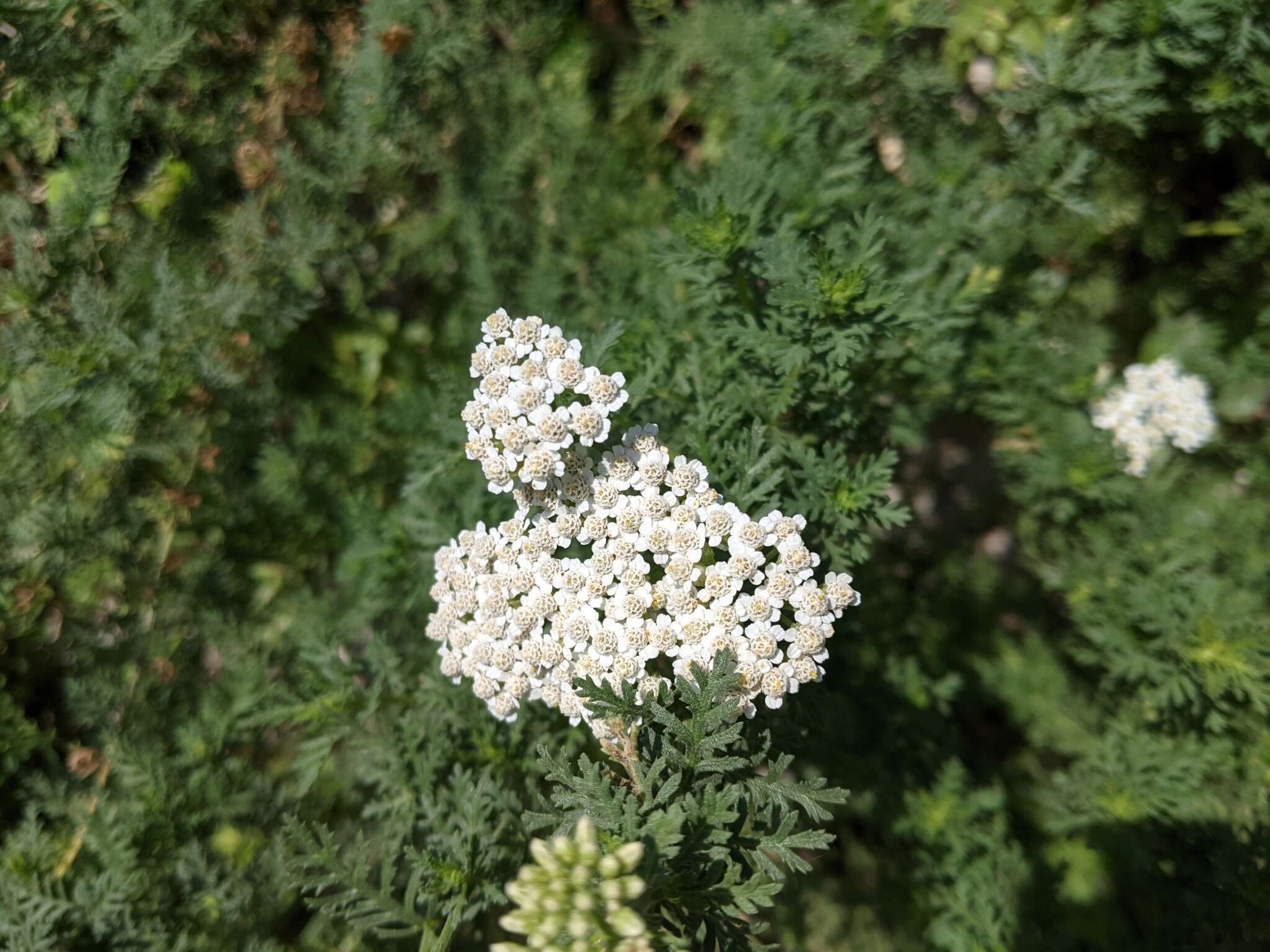 صورة Achillea ligustica All.