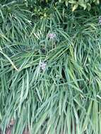 Image of Pink Agapanthus