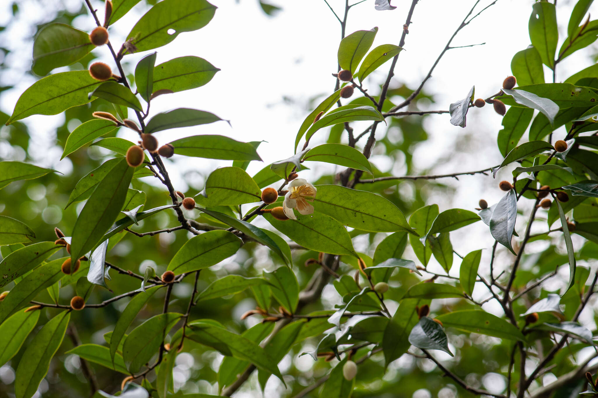 Magnolia figo var. skinneriana (Dunn) Noot. resmi