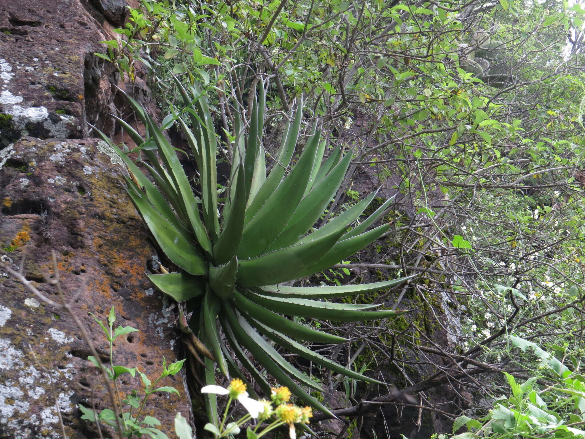 Слика од Agave triangularis Jacobi