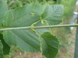 Image of Grey-budded snake-bark-maple