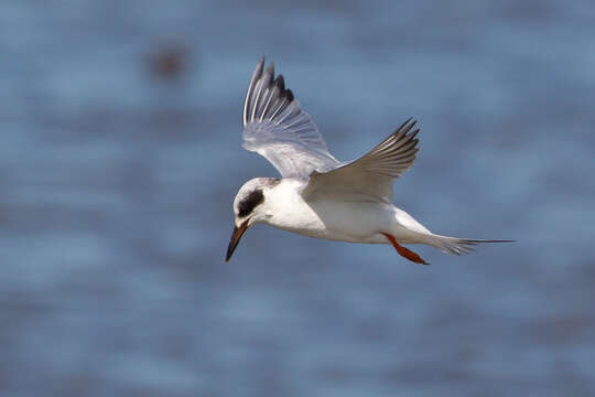 Image of Forster's Tern