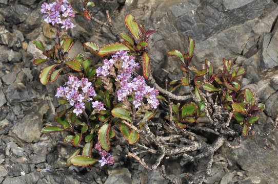 Image of Veronica scrupea Garn.-Jones