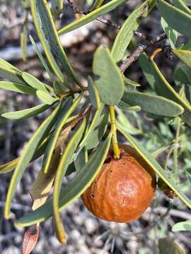 Image of Santalum spicatum (R. Br.) A. DC.