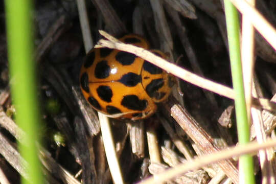 Image of Lady beetle