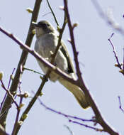 Image of Prodotiscus regulus regulus Sundevall 1850