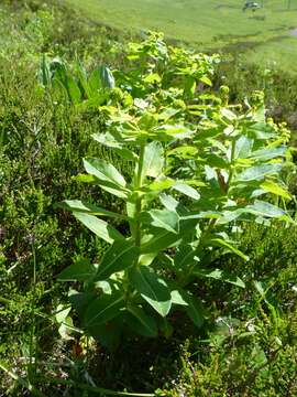 Image of Irish Spurge