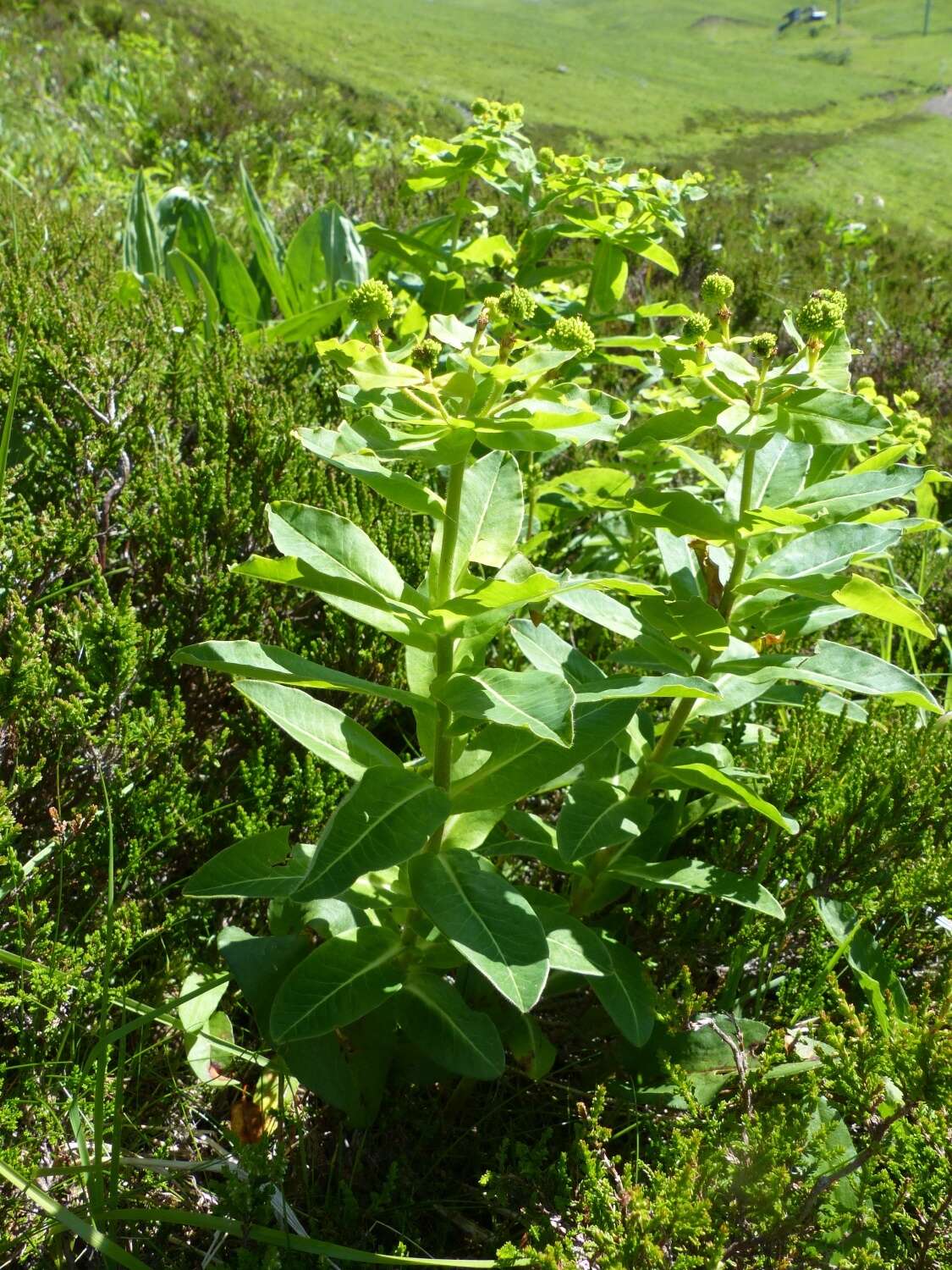 Euphorbia hyberna L. resmi