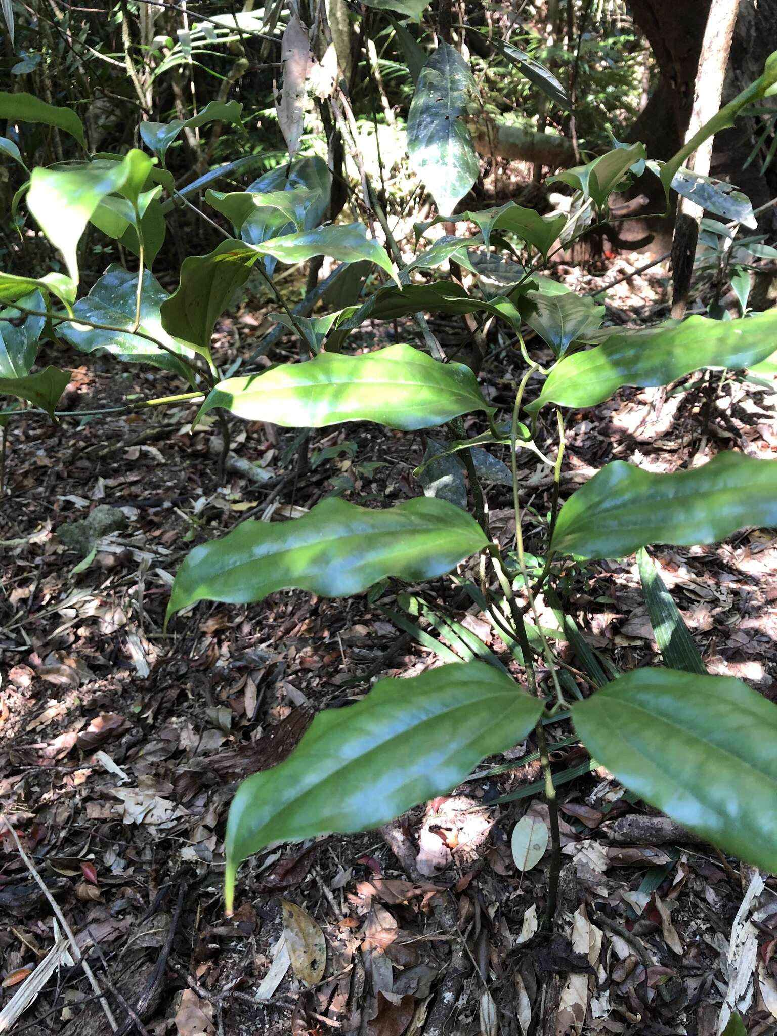 Image of Ripogonum album R. Br.