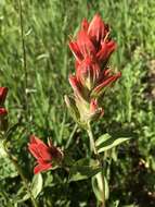 Image of Castilleja rhexifolia Rydb.