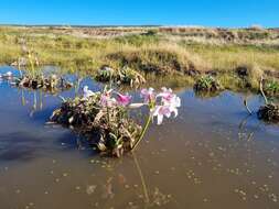 Imagem de Crinum variabile (Jacq.) Herb.