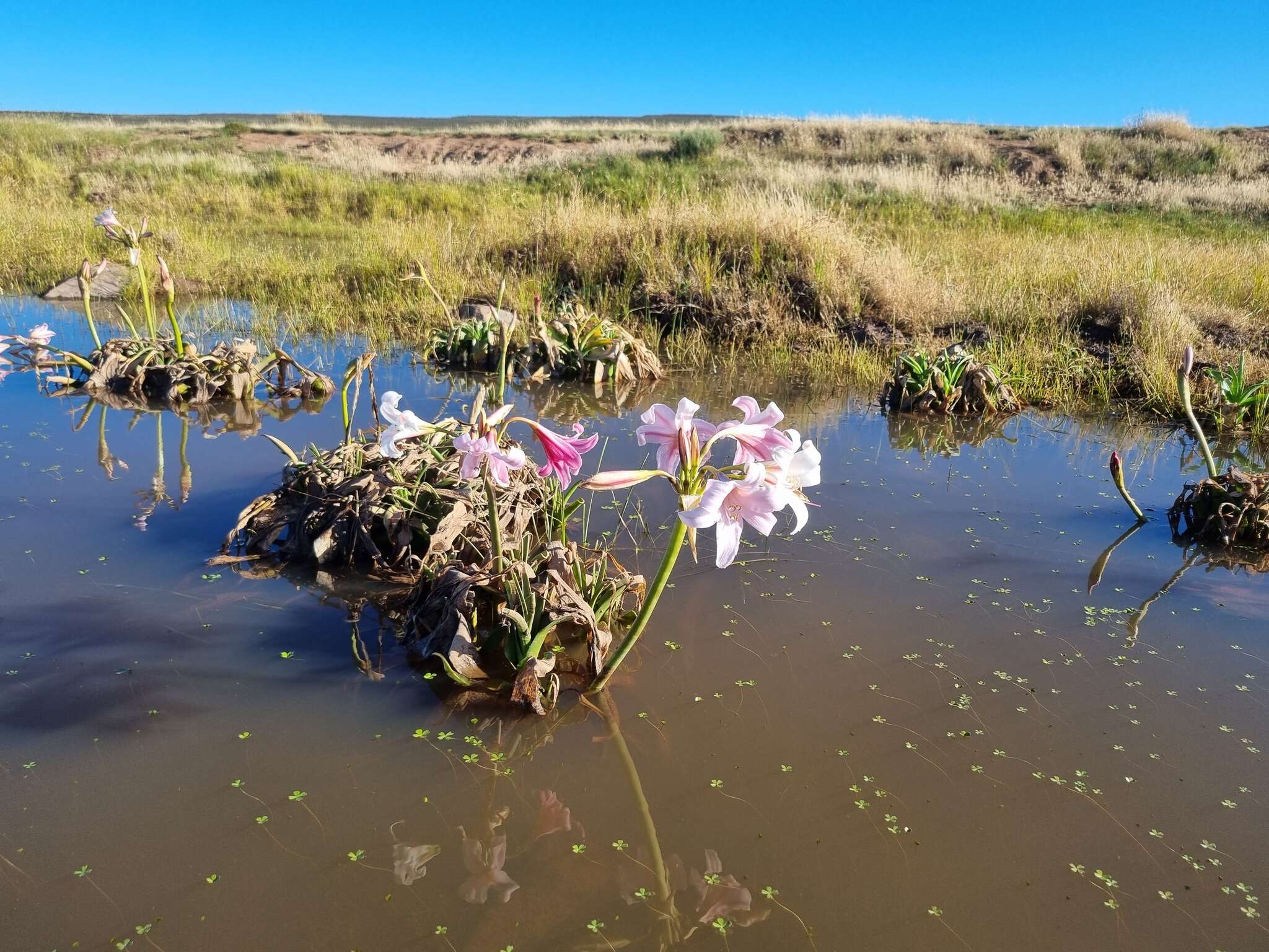 Imagem de Crinum variabile (Jacq.) Herb.