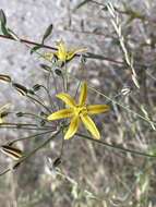 Слика од Bloomeria crocea var. aurea (Kellogg) Ingram