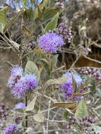 Image of Vernonia bealliae Mc Vaugh