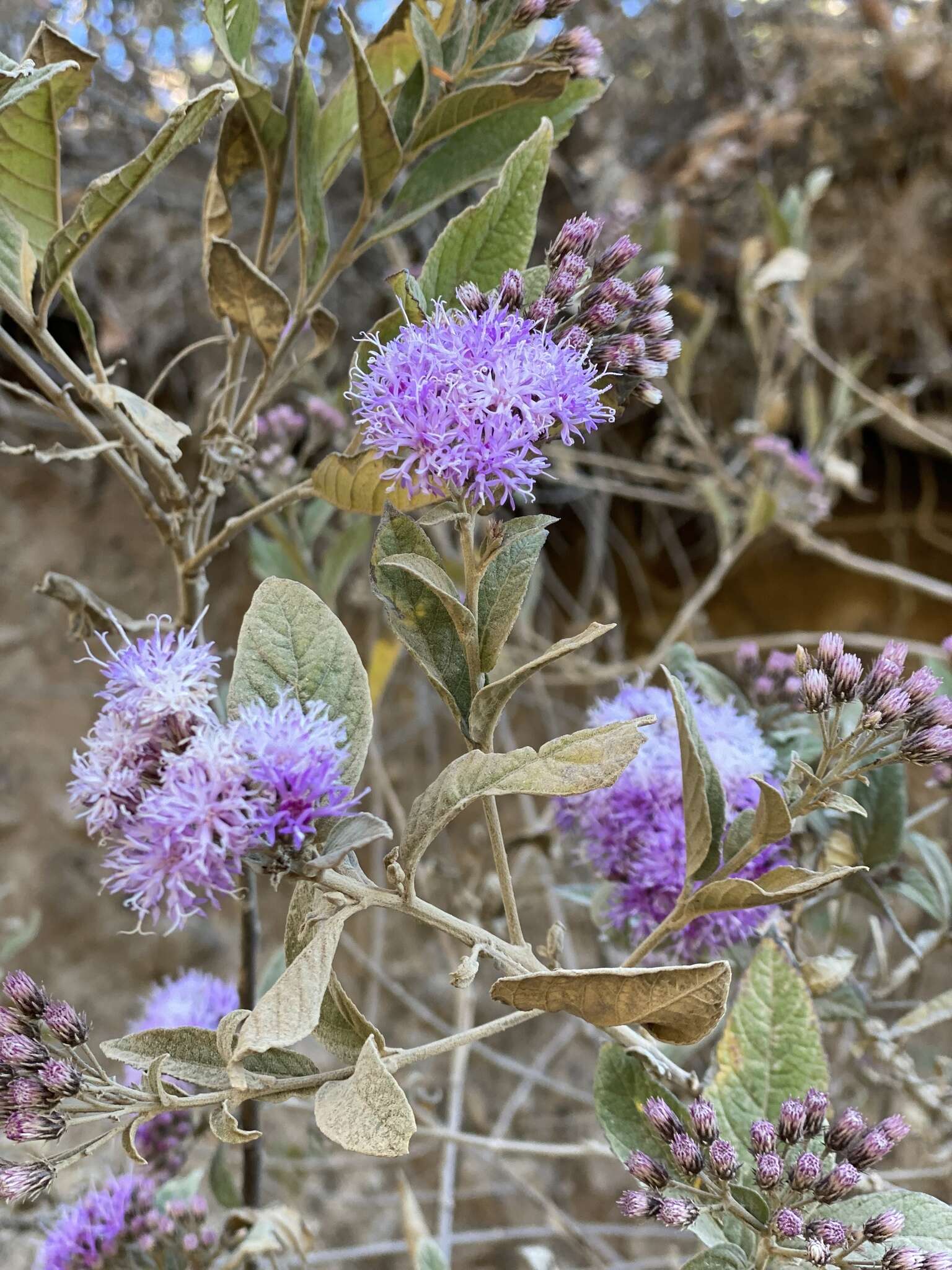 Image de Vernonia bealliae Mc Vaugh