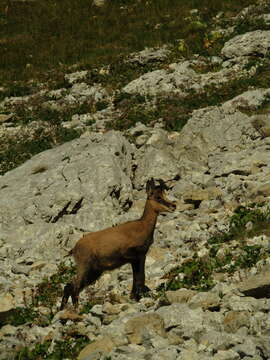 Image of Rupicapra rupicapra cartusiana Couturier 1938