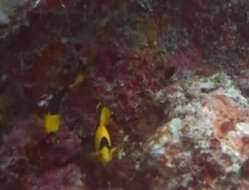 Image of Bicolor Angelfish