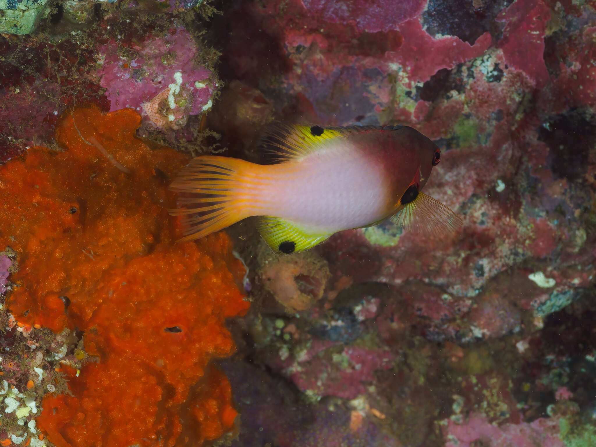 Image of Axil hogfish