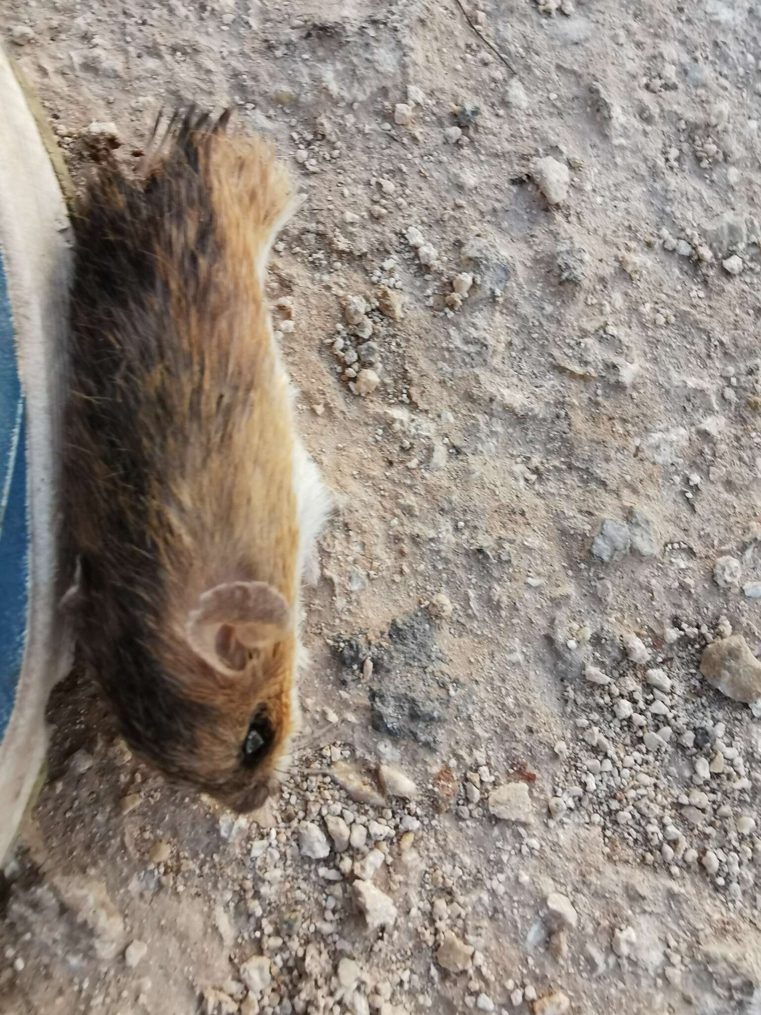 Image of Gaumer's Spiny Pocket Mouse