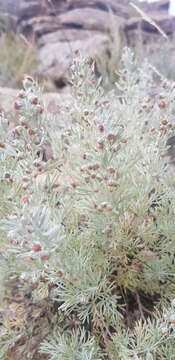 Image of Artemisia rutifolia Steph. ex Spreng.