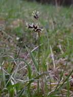 Image of Luzula campestris subsp. campestris