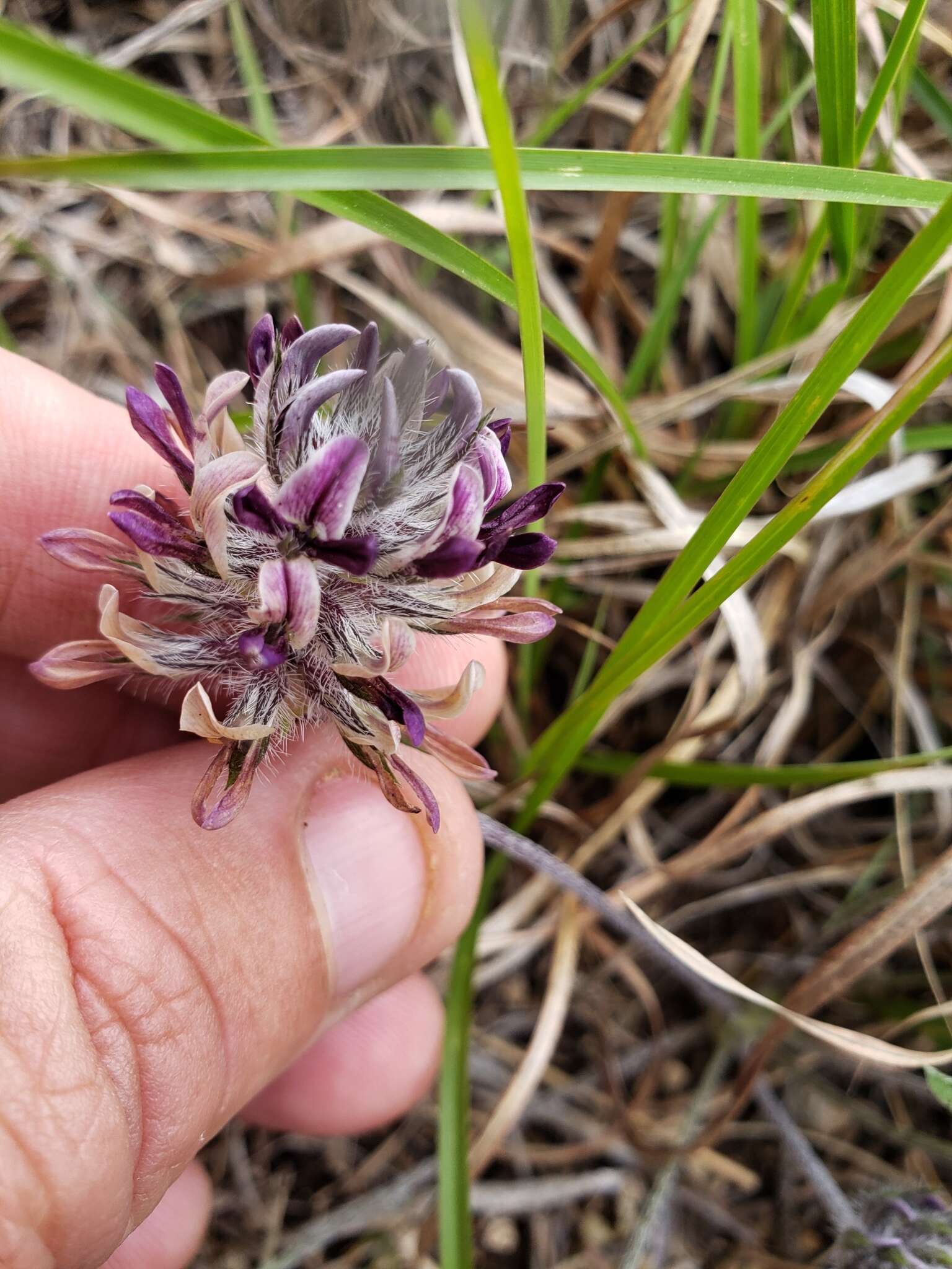 Psoralea scaposa (A. Gray) J. F. Macbr. resmi