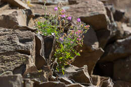 Image of cutleaf beardtongue