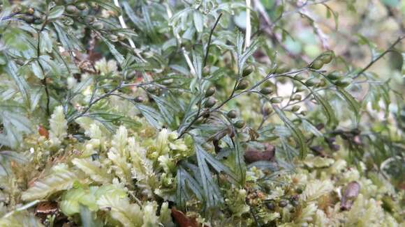 Image of Hymenophyllum peltatum (Poir.) Desv.