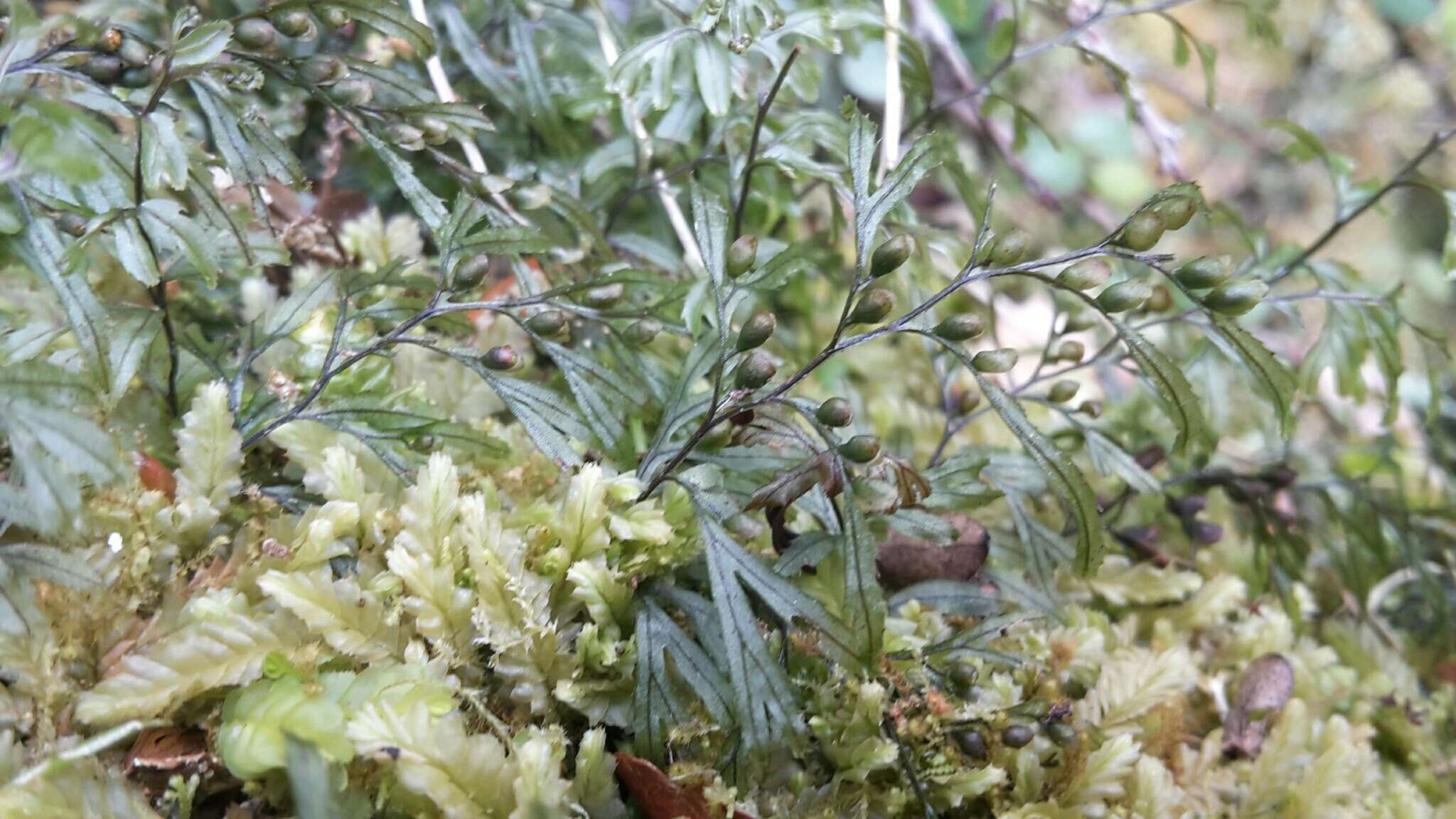 Image of Hymenophyllum peltatum (Poir.) Desv.