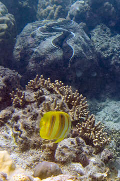 Image of Rainford's Butterflyfish