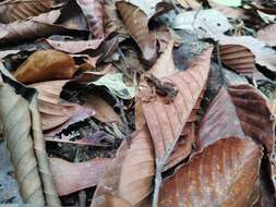 Image of dwarf stream toad