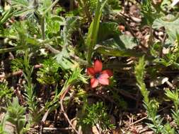 Image of Linum decumbens Desf.