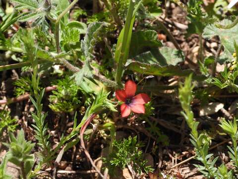 Plancia ëd Linum decumbens Desf.