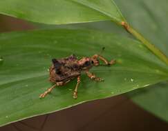 Image of Rhigus vespertilio Pascoe 1881