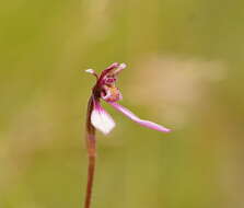 Image of Magenta autumn orchid