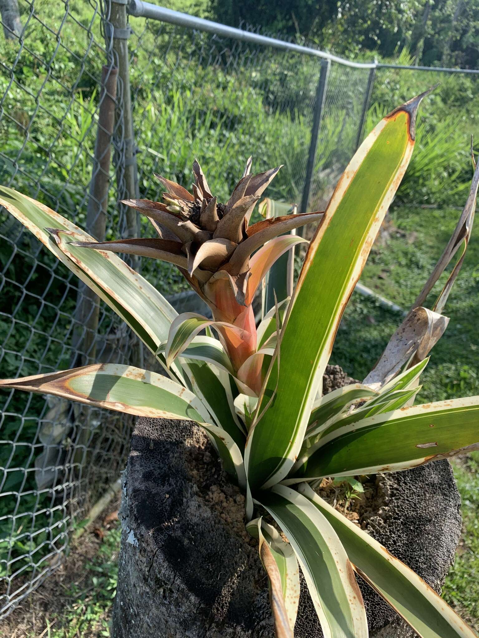 Image of droophead tufted airplant