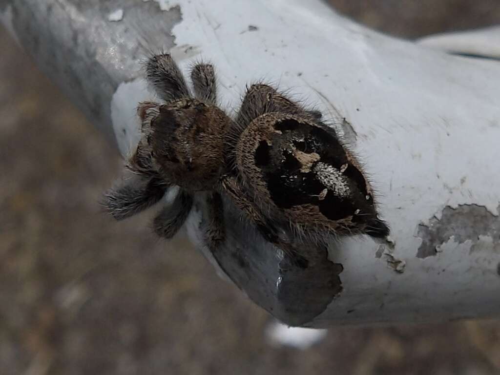 Sivun Phidippus maddisoni Edwards 2004 kuva