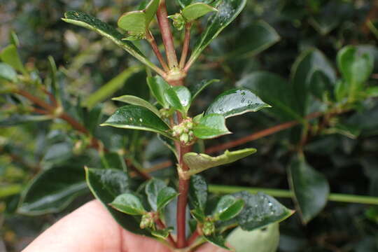 Image of Coprosma hirtella Labill.