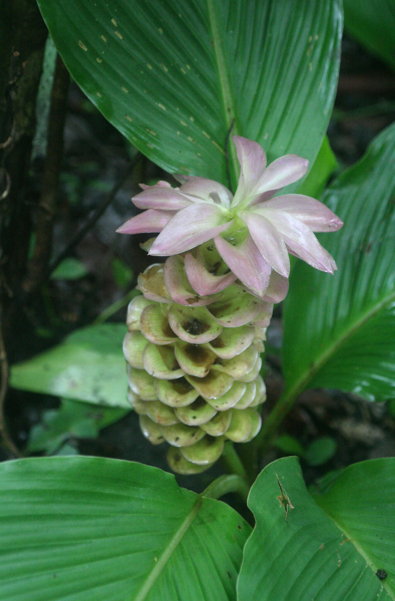 Imagem de Curcuma petiolata Roxb.