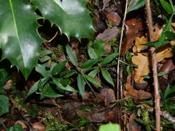 Image of <i>Rubia <i>peregrina</i></i> subsp. peregrina