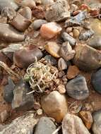 Image of Peebles Navajo cactus