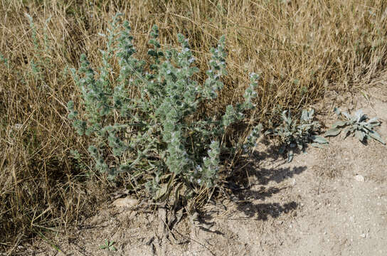 Image of Echium italicum subsp. biebersteinii (Lacaita) Greuter & Burdet