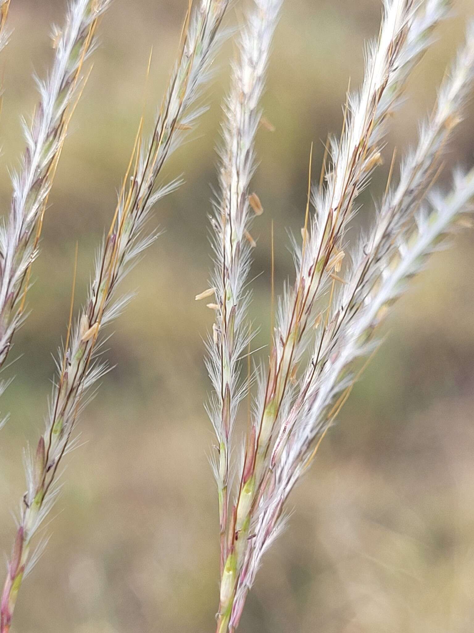 Plancia ëd Bothriochloa ewartiana (Domin) C. E. Hubb.