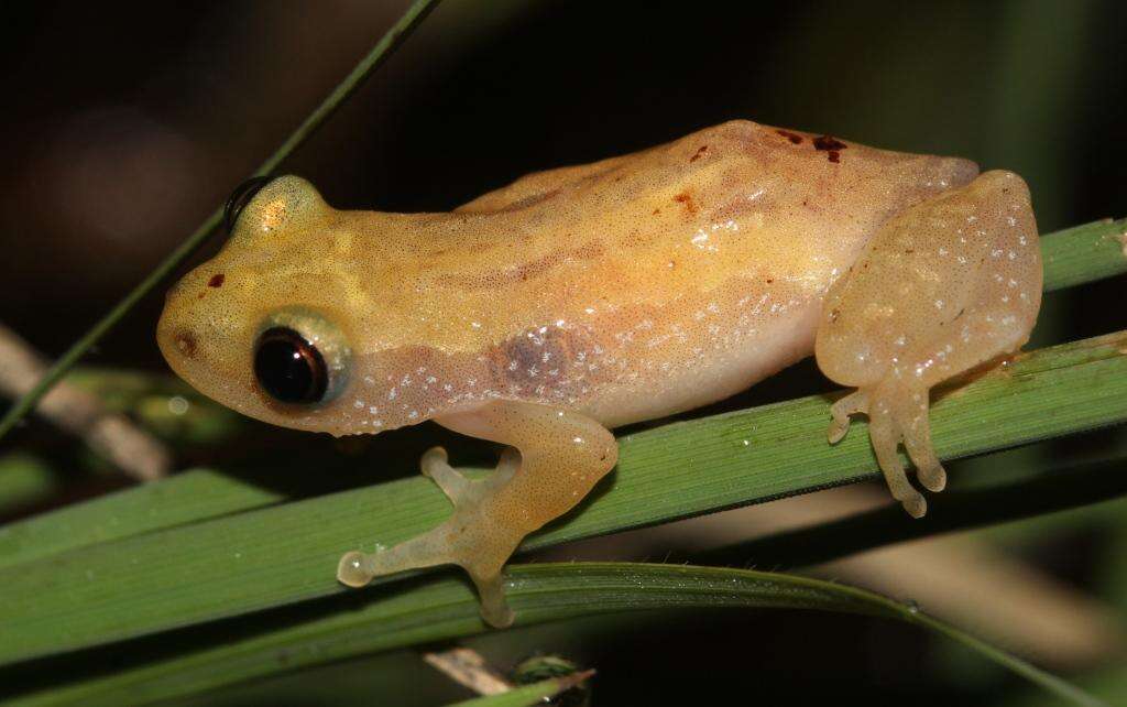 Plancia ëd Afrixalus delicatus Pickersgill 1984