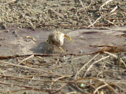 Image of Mexican Fiddler Crab